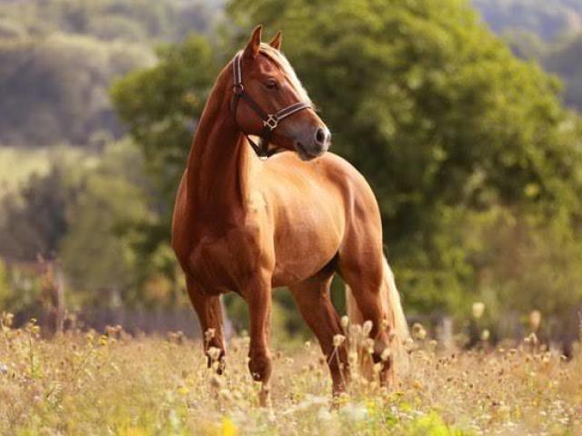 Cavalo🐚
