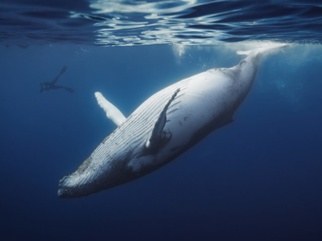 Ballena azul