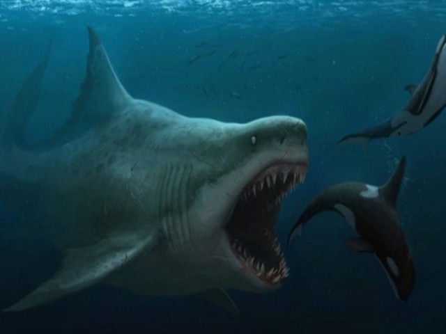 Megalodon