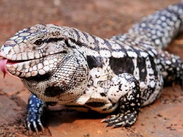 Lagarto