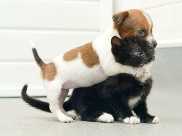 Cachorro abraçando o gatinho (iti malia nenem)