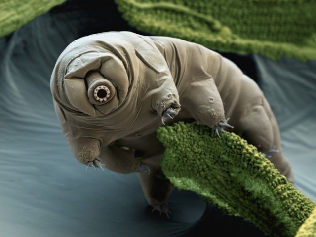 Tardigrade