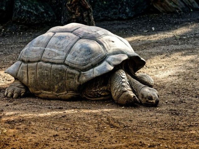Tortuga de Galápagos