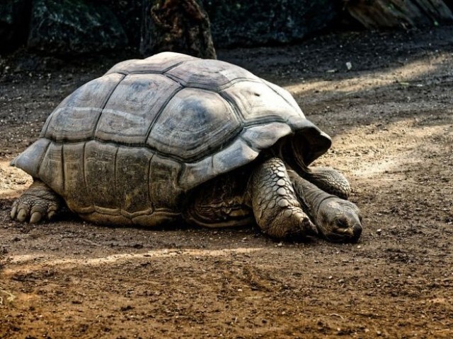 Tortuga de Galápagos