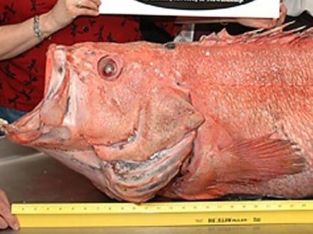 Shortraker Rockfish