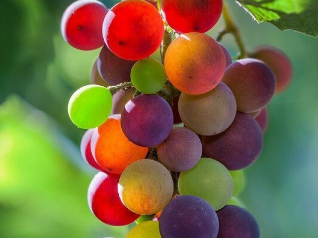 Uvas