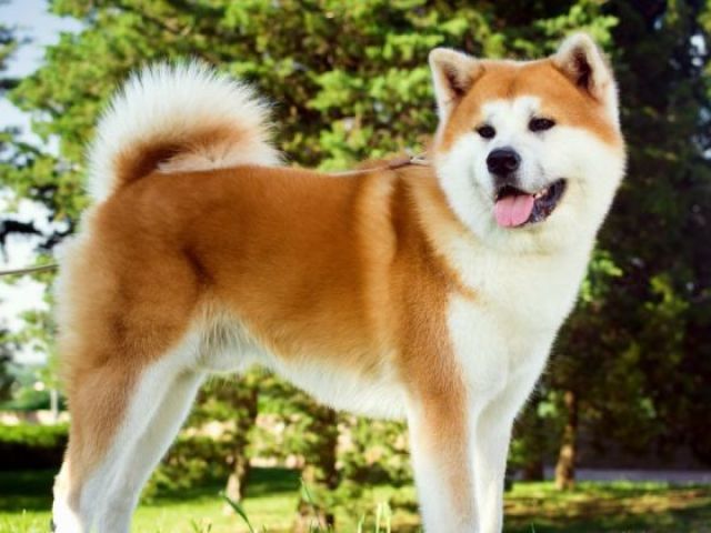 Akita