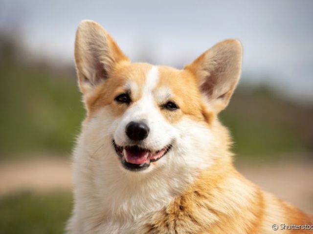 Corgi