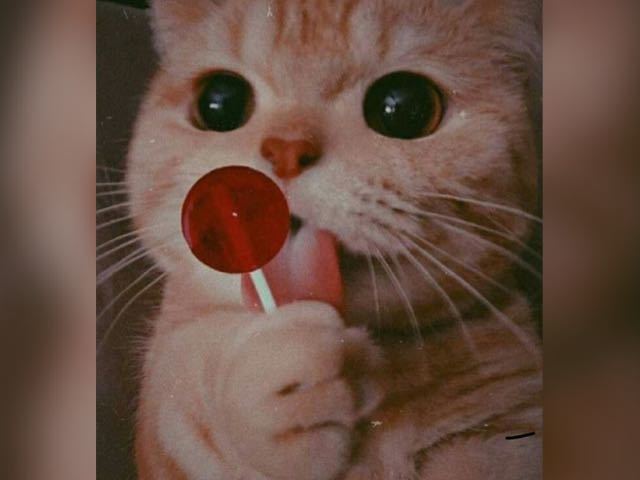 Gatos