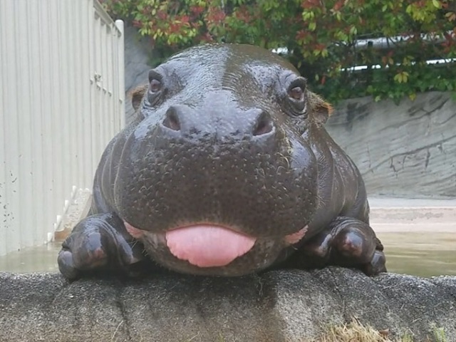 Hipopótamos
