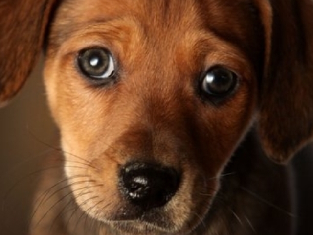 Cão