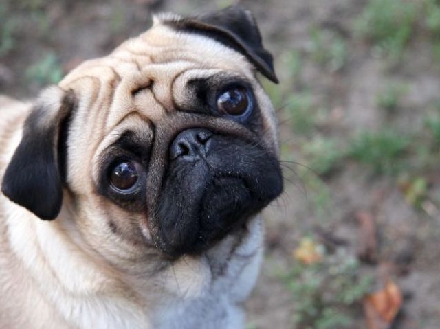 Pug