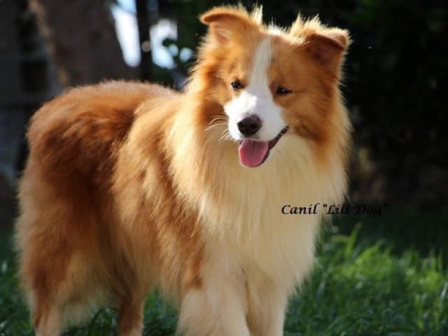 Border Collie