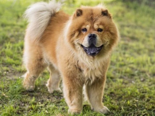 Chow Chow