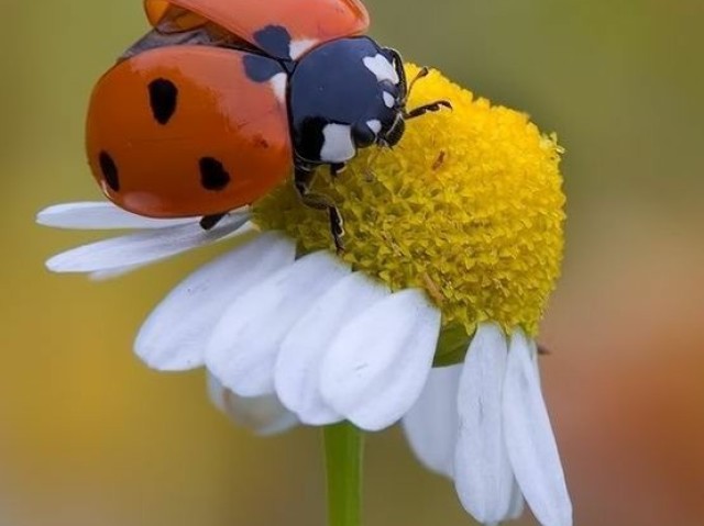 ladybug