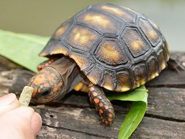 tortoise