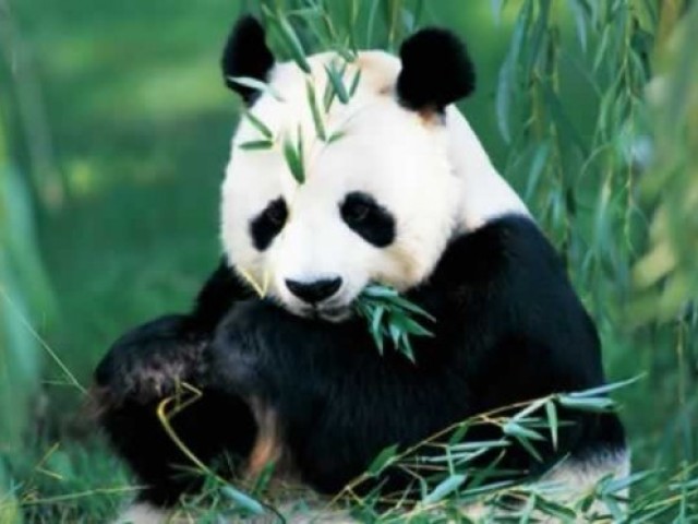 Panda.