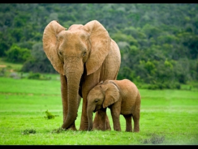 O elefante é um animal Herbívoro.