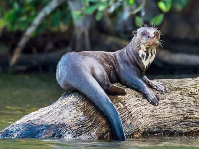 A ariranha é um animal Herbívoro.