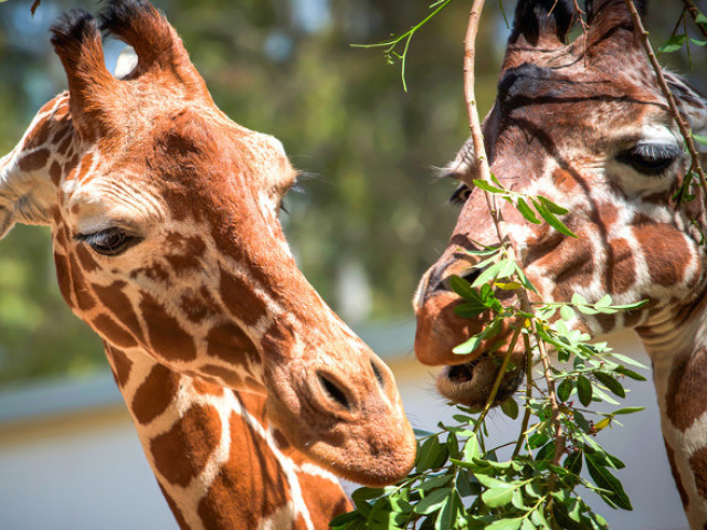 As girafas são animais Onívoros.