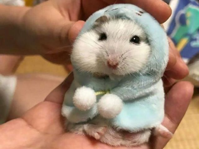 Hamster ღ༄