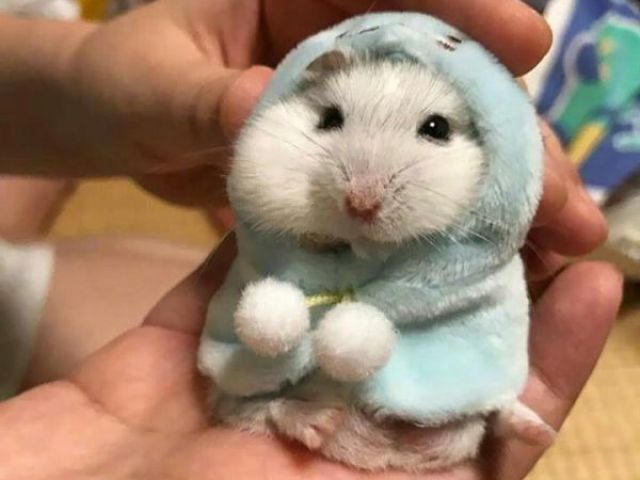 Hamster ღ༄