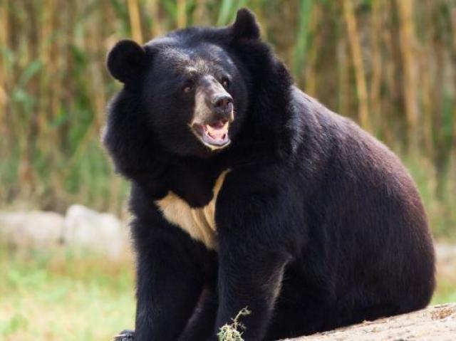 Asian Black Bear (Urso Negro Asiático)