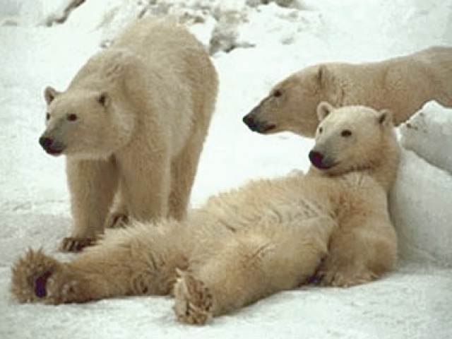 Polar Bear (Urso Polar)