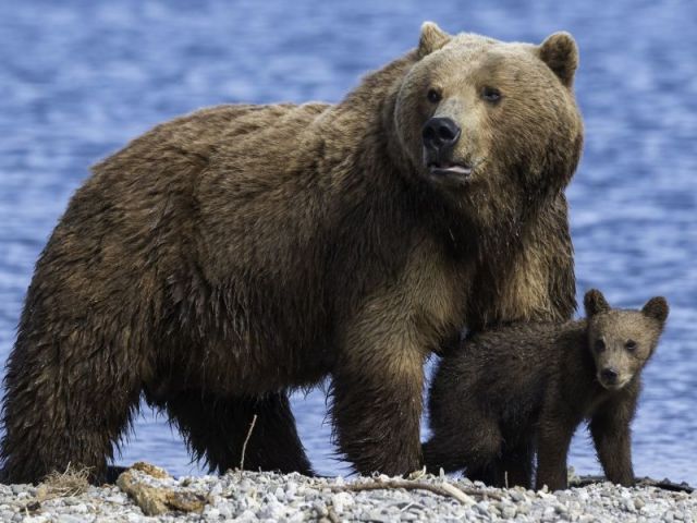 Brown Bear (Urso Pardo)