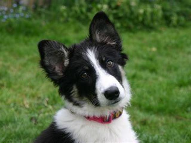 border collie