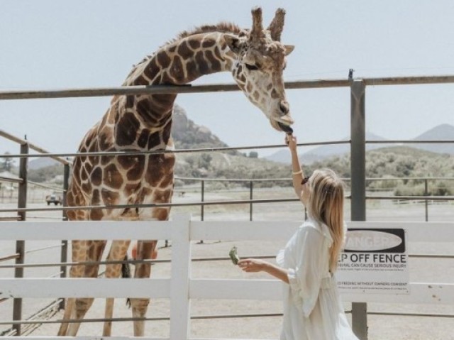 Não sabemos nada sobre o amor se realmente nunca amamos um animal.