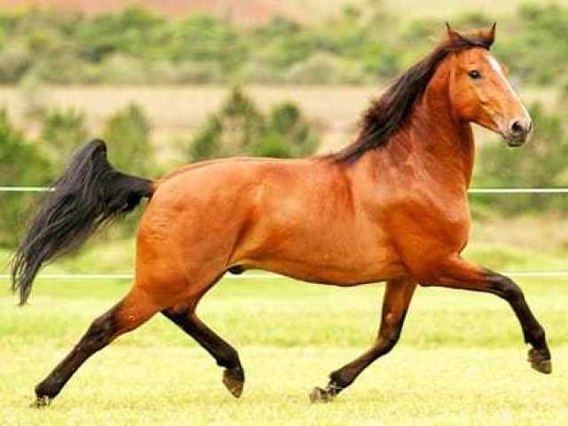 cavalo