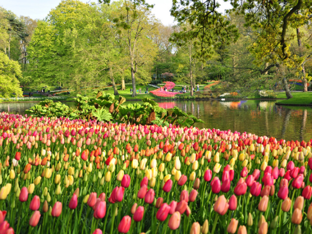 um campo cheio de flores