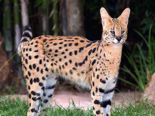 esse aq perece um tigre