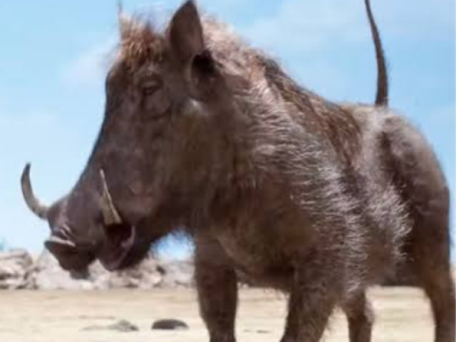 Pumba