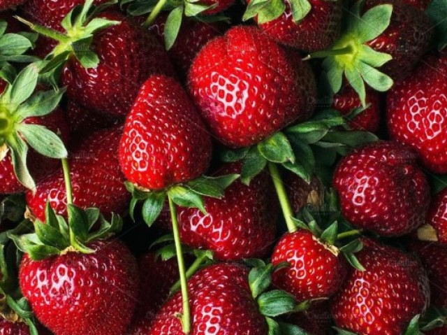 Morango