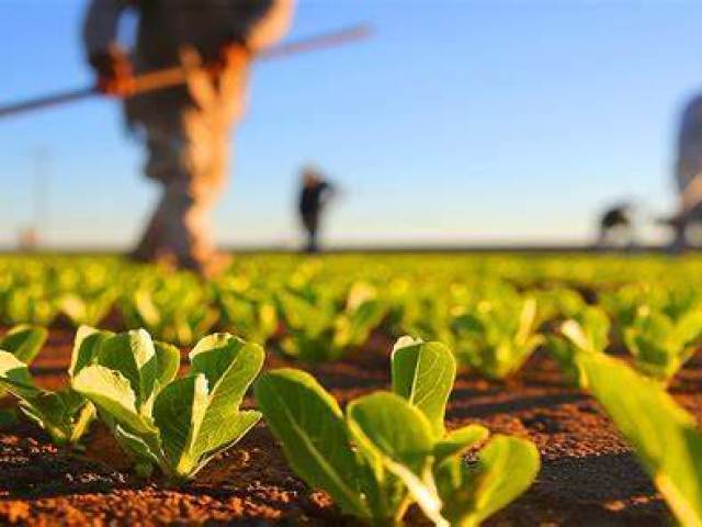 Agricultura e mineração