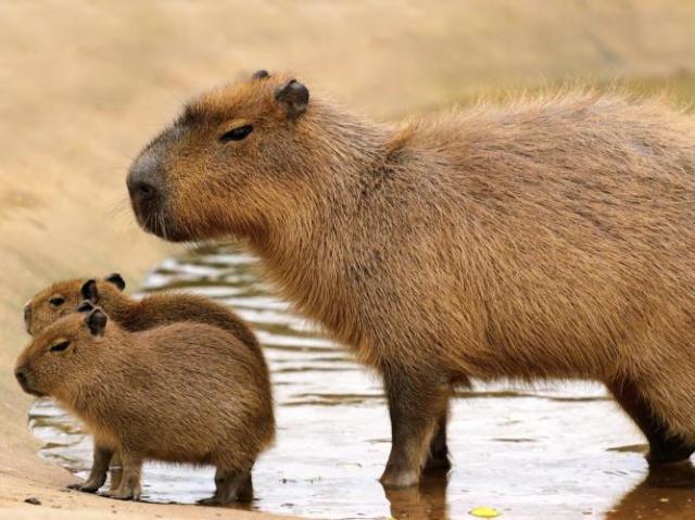 Capivara