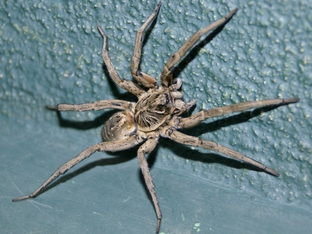 aranha