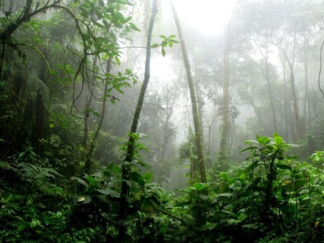 Eles moram na floresta como índios