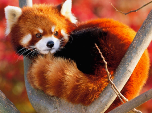 Um panda vermelho!
