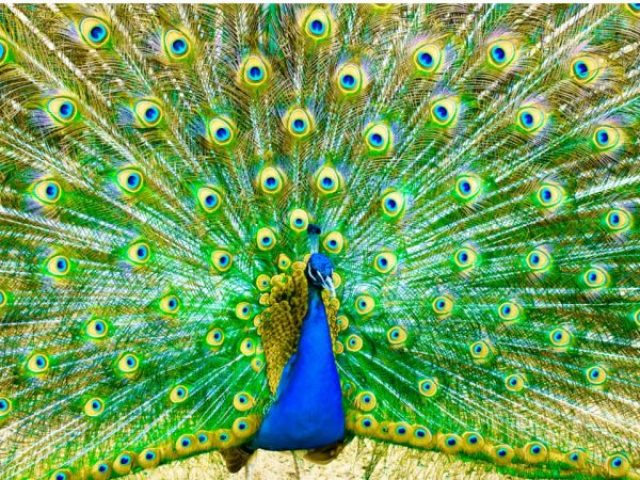 Um pavão!