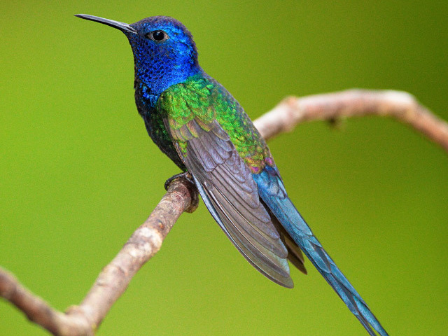 Um beija-flor!