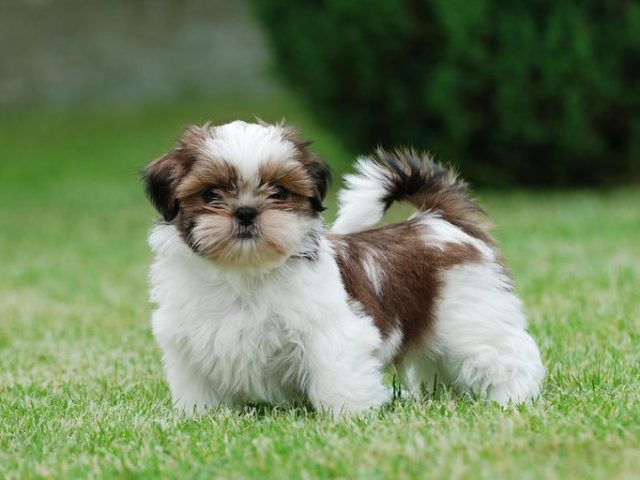 Um cachorro Shih-tzu!