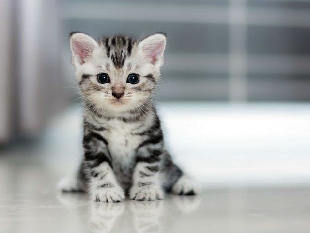 Um gato!