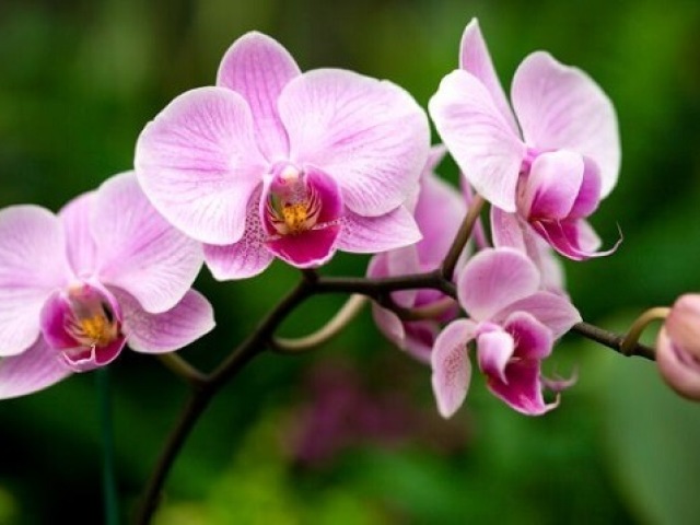 Uma orquรญdea.