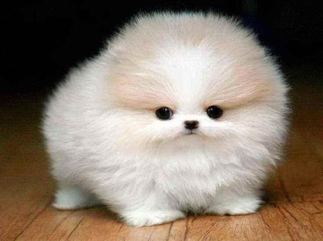 Qual animal você é?