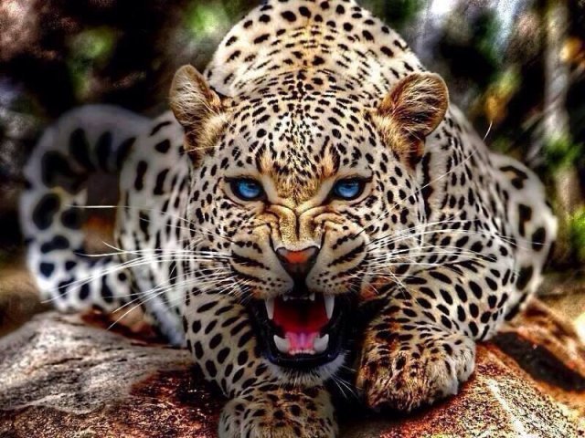 Animal selvagem