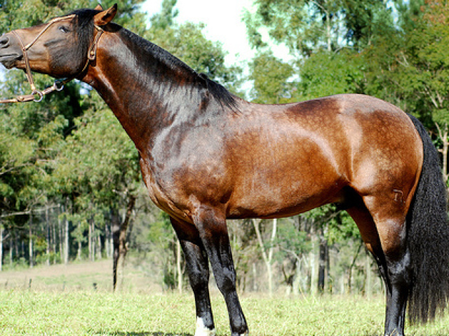 Animal de porte grande