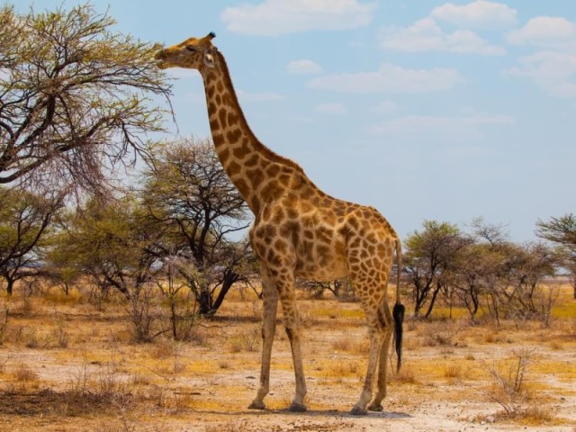 girafa